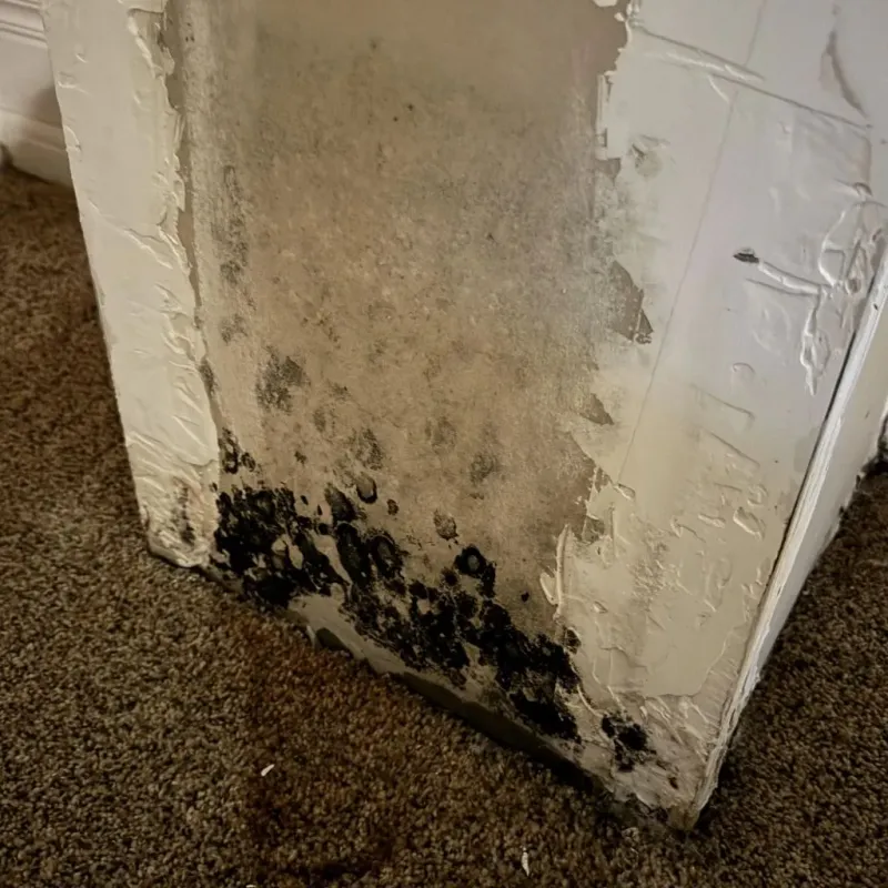 Professional Mold Removal in Chagrin Falls, OH